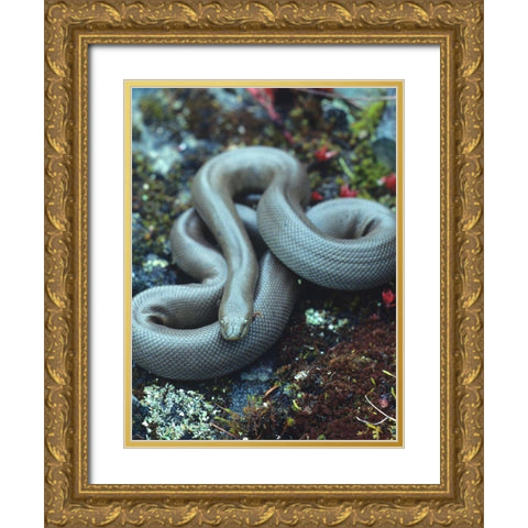 Rubber boa Gold Ornate Wood Framed Art Print with Double Matting by Fitzharris, Tim