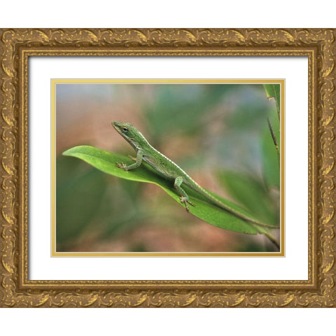 Green anole Gold Ornate Wood Framed Art Print with Double Matting by Fitzharris, Tim
