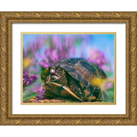 Three-toed box turtle Gold Ornate Wood Framed Art Print with Double Matting by Fitzharris, Tim