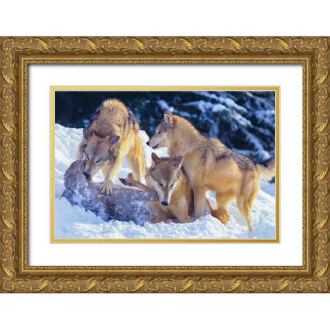 Gray wolves fighting over a deer carcass in snow Gold Ornate Wood Framed Art Print with Double Matting by Fitzharris, Tim