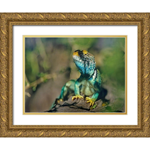 Collared Lizard Gold Ornate Wood Framed Art Print with Double Matting by Fitzharris, Tim