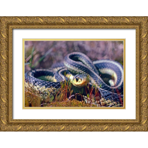 Common Garter snake Gold Ornate Wood Framed Art Print with Double Matting by Fitzharris, Tim