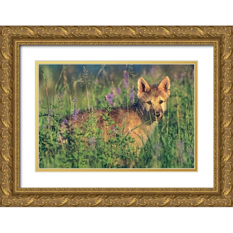 Wolf Pup Gold Ornate Wood Framed Art Print with Double Matting by Fitzharris, Tim