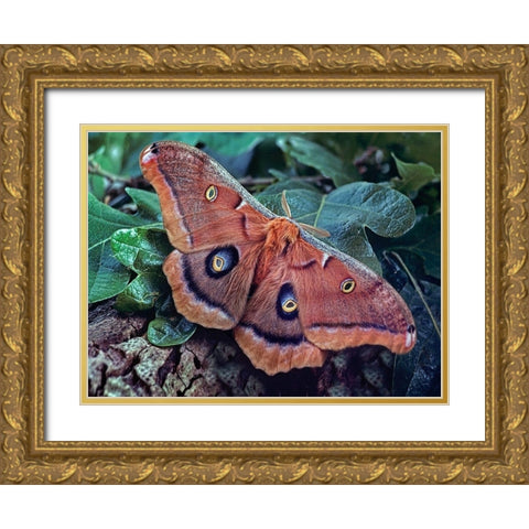 Polyphemus Moth Gold Ornate Wood Framed Art Print with Double Matting by Fitzharris, Tim