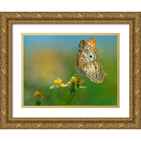 White Peacock Butterfly Gold Ornate Wood Framed Art Print with Double Matting by Fitzharris, Tim