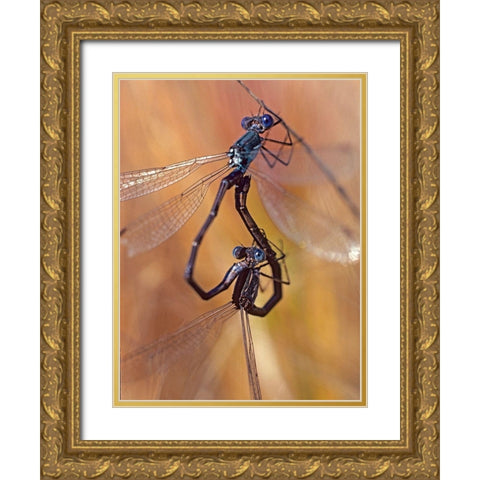 Damselflies mating Gold Ornate Wood Framed Art Print with Double Matting by Fitzharris, Tim