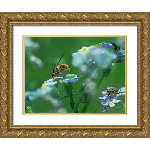 Fly on forget-me-not Gold Ornate Wood Framed Art Print with Double Matting by Fitzharris, Tim