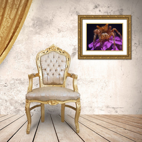 Orb weaver spider Gold Ornate Wood Framed Art Print with Double Matting by Fitzharris, Tim
