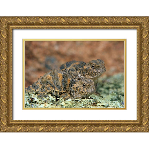 Short-horned Lizards Gold Ornate Wood Framed Art Print with Double Matting by Fitzharris, Tim