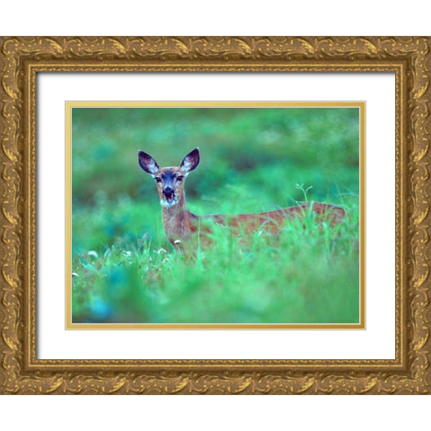 Mule Deer Gold Ornate Wood Framed Art Print with Double Matting by Fitzharris, Tim