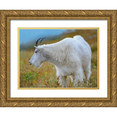 Mountain Goat Gold Ornate Wood Framed Art Print with Double Matting by Fitzharris, Tim