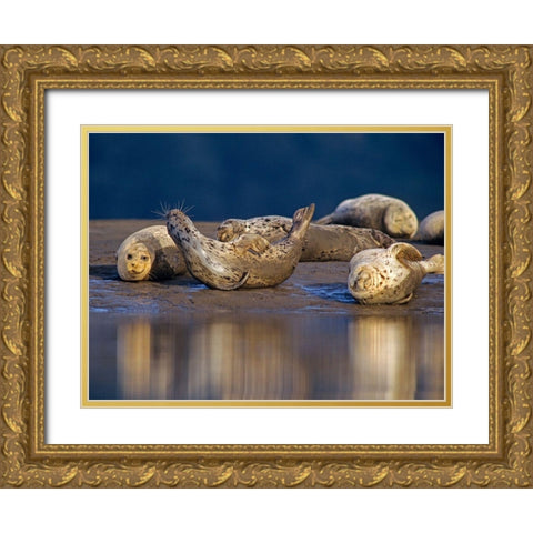 Harbor Seals Gold Ornate Wood Framed Art Print with Double Matting by Fitzharris, Tim