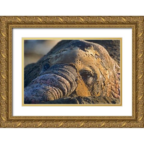 Northern elephant seal bull molting Gold Ornate Wood Framed Art Print with Double Matting by Fitzharris, Tim