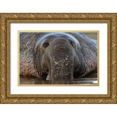 Northern Elephant Seal Gold Ornate Wood Framed Art Print with Double Matting by Fitzharris, Tim
