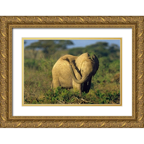 African elephant young dust bathing-Masai Mara Reserve-Kenya Gold Ornate Wood Framed Art Print with Double Matting by Fitzharris, Tim