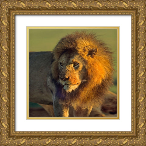 African Lion Gold Ornate Wood Framed Art Print with Double Matting by Fitzharris, Tim