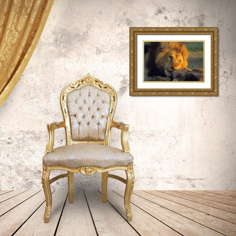 African Lion feeding Gold Ornate Wood Framed Art Print with Double Matting by Fitzharris, Tim