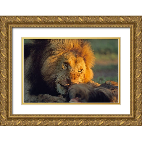 African Lion feeding Gold Ornate Wood Framed Art Print with Double Matting by Fitzharris, Tim