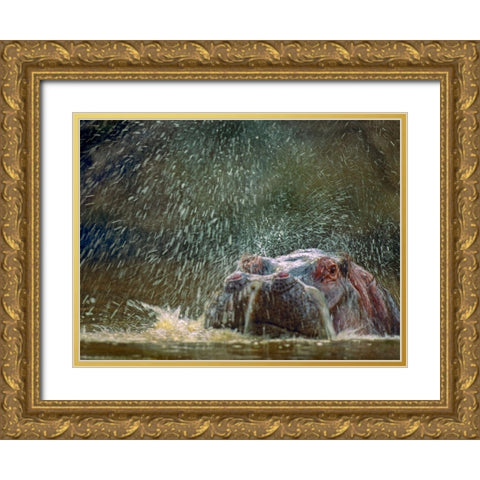 Hippo spluttering Mara River-Kenya Gold Ornate Wood Framed Art Print with Double Matting by Fitzharris, Tim