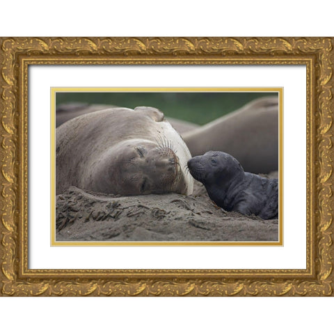 Northern Elephant Seal Gold Ornate Wood Framed Art Print with Double Matting by Fitzharris, Tim