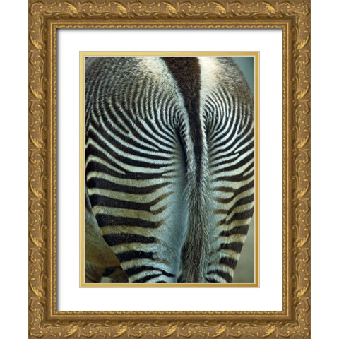 Zebra Gold Ornate Wood Framed Art Print with Double Matting by Fitzharris, Tim