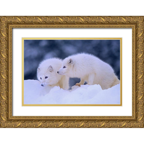 Arctic foxes Gold Ornate Wood Framed Art Print with Double Matting by Fitzharris, Tim