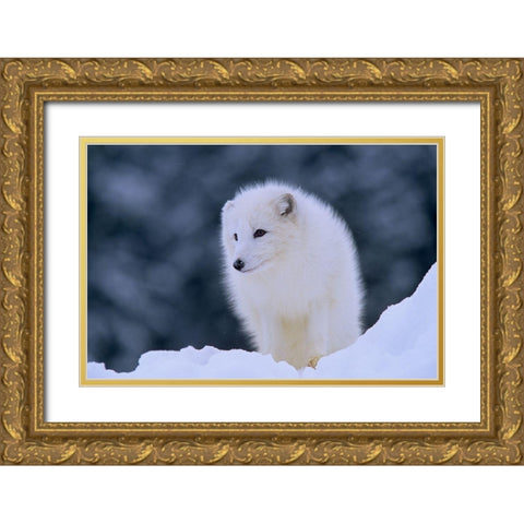 Arctic fox Gold Ornate Wood Framed Art Print with Double Matting by Fitzharris, Tim