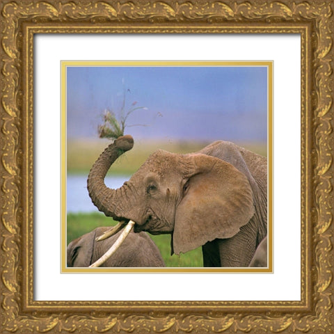 African elephant with cattle egret-Amboseli National Park-Kenya Gold Ornate Wood Framed Art Print with Double Matting by Fitzharris, Tim