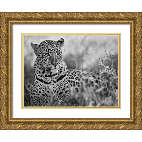 Leopard Gold Ornate Wood Framed Art Print with Double Matting by Fitzharris, Tim