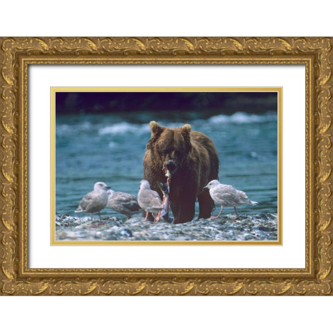 Grizzly bear and gulls Gold Ornate Wood Framed Art Print with Double Matting by Fitzharris, Tim