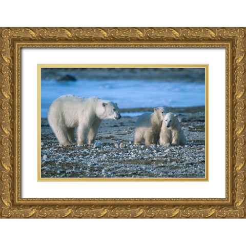 Polar bear mother and cubs Gold Ornate Wood Framed Art Print with Double Matting by Fitzharris, Tim