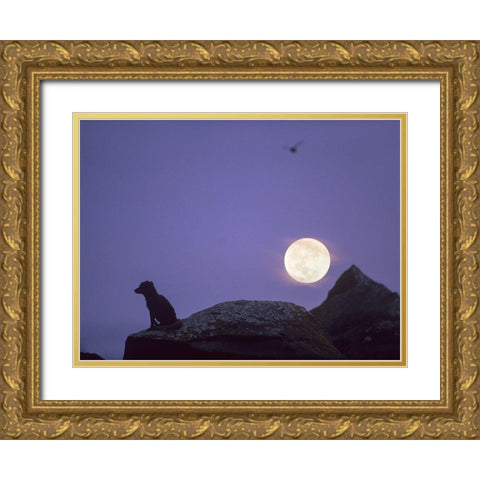 Arctic fox and moon Gold Ornate Wood Framed Art Print with Double Matting by Fitzharris, Tim