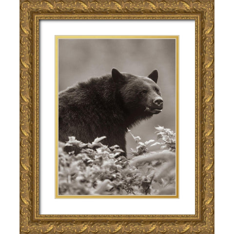 Black bear Sepia Gold Ornate Wood Framed Art Print with Double Matting by Fitzharris, Tim