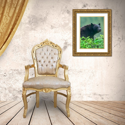 Black bear Gold Ornate Wood Framed Art Print with Double Matting by Fitzharris, Tim