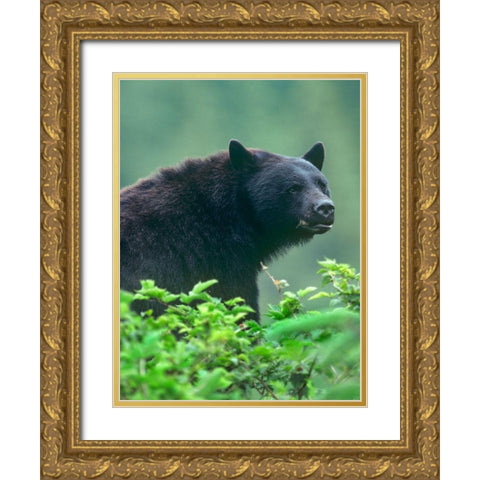 Black bear Gold Ornate Wood Framed Art Print with Double Matting by Fitzharris, Tim