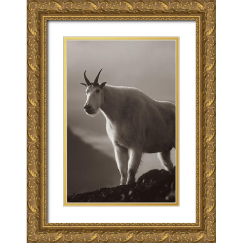 Mountain goat Sepia Gold Ornate Wood Framed Art Print with Double Matting by Fitzharris, Tim