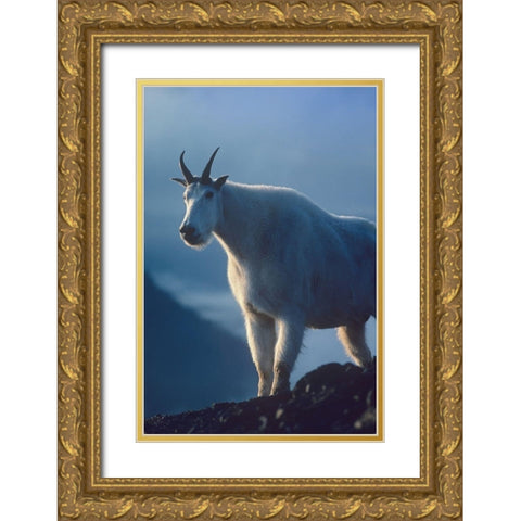 Mountain goat Gold Ornate Wood Framed Art Print with Double Matting by Fitzharris, Tim