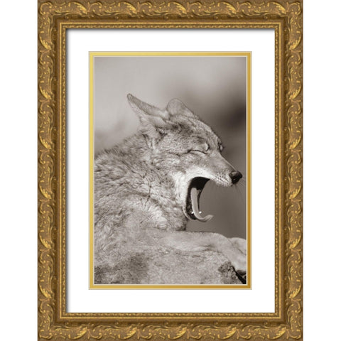 Coyote yawning Sepia Gold Ornate Wood Framed Art Print with Double Matting by Fitzharris, Tim