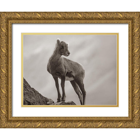 Rocky Mountain bighorn lamb Sepia Gold Ornate Wood Framed Art Print with Double Matting by Fitzharris, Tim