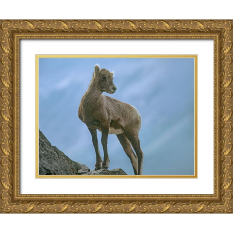 Rocky Mountain bighorn lamb Gold Ornate Wood Framed Art Print with Double Matting by Fitzharris, Tim