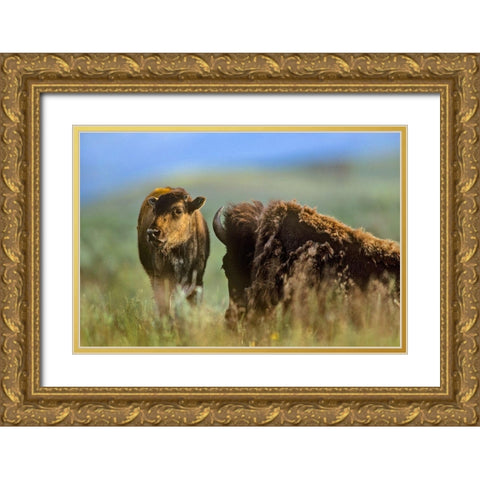 Bison calf with mother Gold Ornate Wood Framed Art Print with Double Matting by Fitzharris, Tim