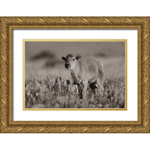 Bison calf Sepia Gold Ornate Wood Framed Art Print with Double Matting by Fitzharris, Tim