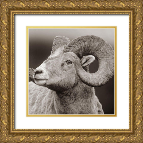 Rocky Mtn bighorn sheep Sepia Gold Ornate Wood Framed Art Print with Double Matting by Fitzharris, Tim
