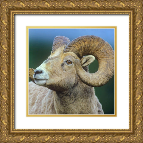 Rocky Mtn bighorn sheep Gold Ornate Wood Framed Art Print with Double Matting by Fitzharris, Tim