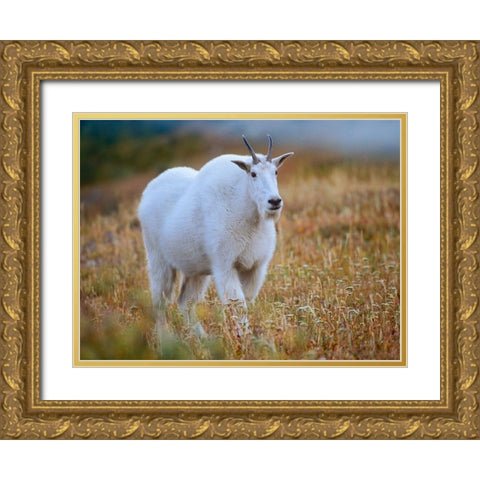 Mountain goat Gold Ornate Wood Framed Art Print with Double Matting by Fitzharris, Tim