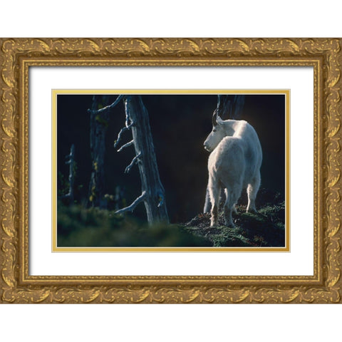 Mountain goat Gold Ornate Wood Framed Art Print with Double Matting by Fitzharris, Tim