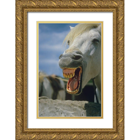 Horse laughing Gold Ornate Wood Framed Art Print with Double Matting by Fitzharris, Tim