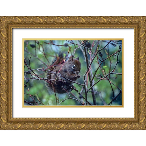 Red Squirrel eating rosehips Gold Ornate Wood Framed Art Print with Double Matting by Fitzharris, Tim