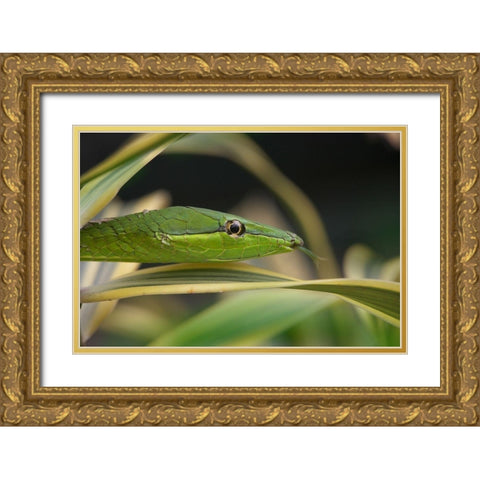 Green Vine Snake Gold Ornate Wood Framed Art Print with Double Matting by Fitzharris, Tim