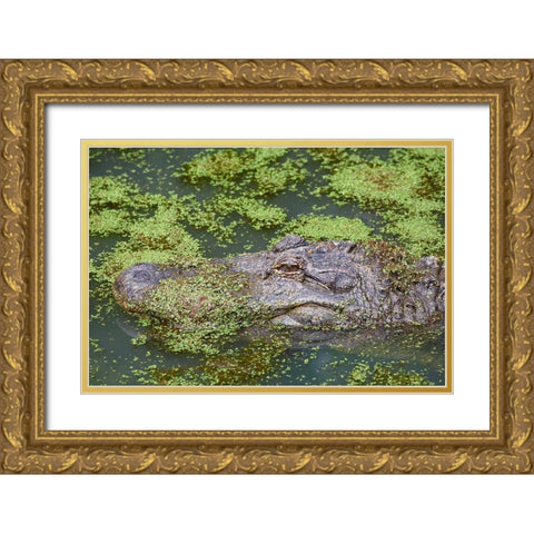 American alligator camouflaged among duckweed Gold Ornate Wood Framed Art Print with Double Matting by Fitzharris, Tim